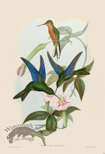 Gould Hummingbird 178